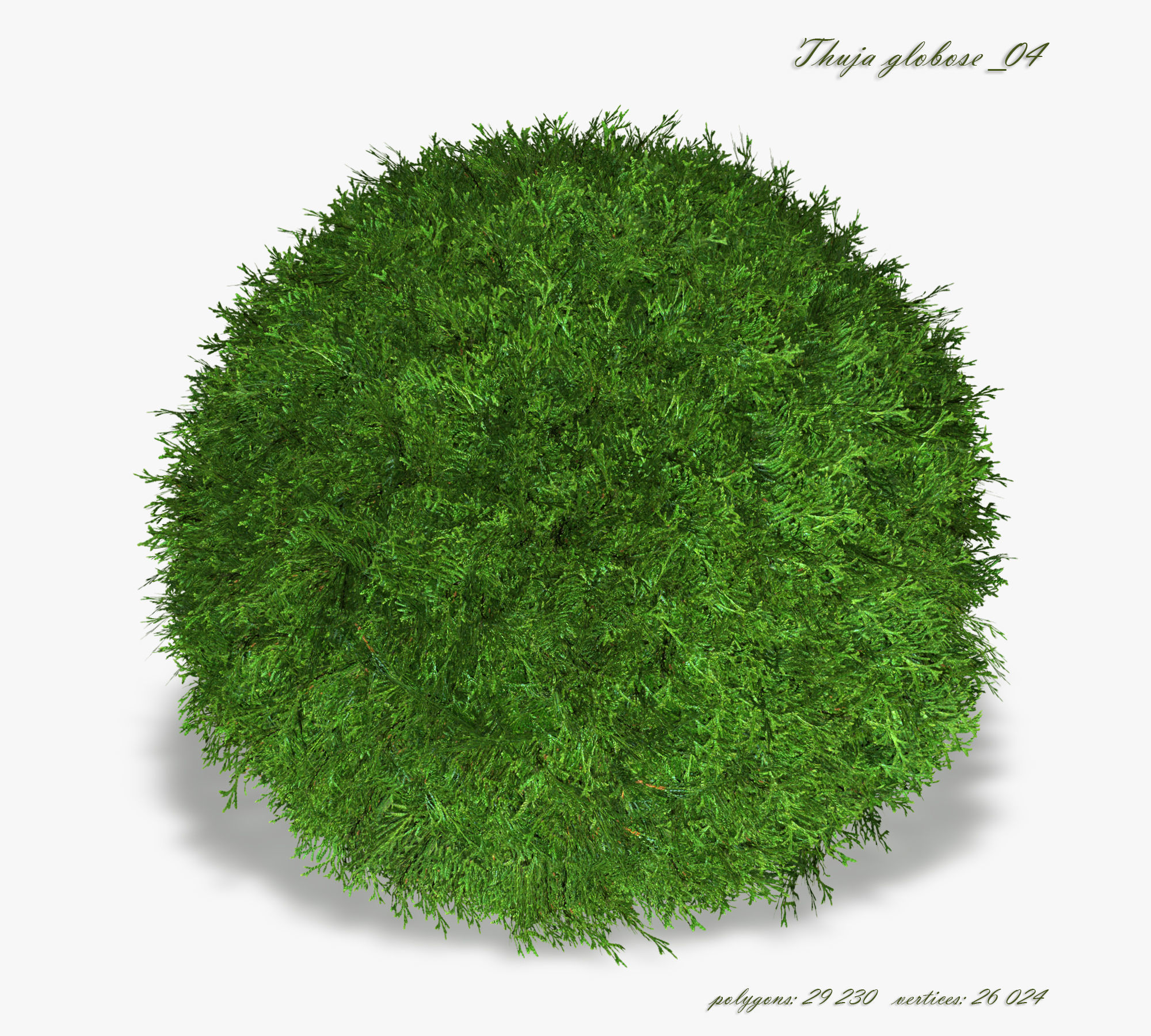 Thuja globose 3D model_4