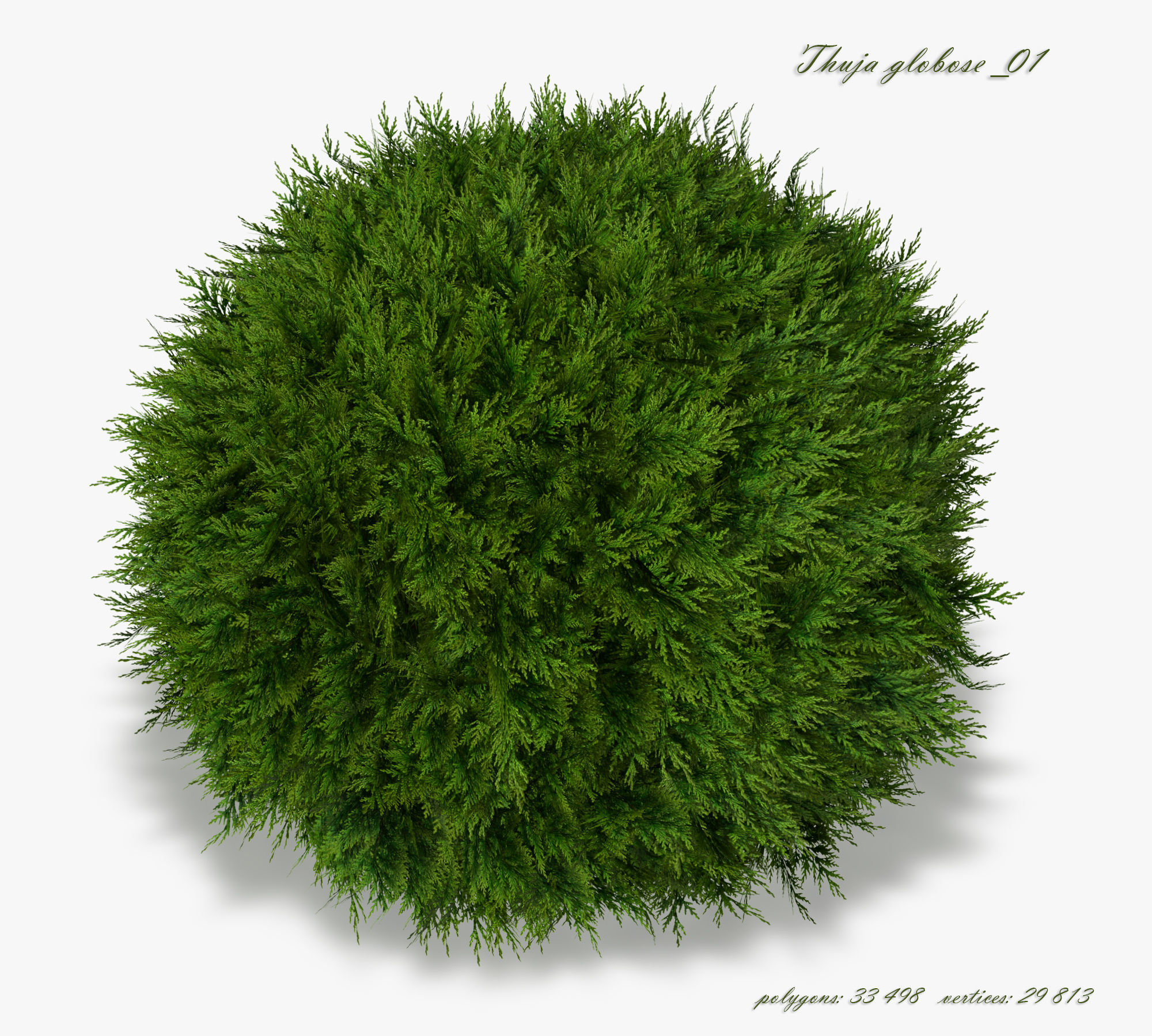 Thuja globose 3D model_1