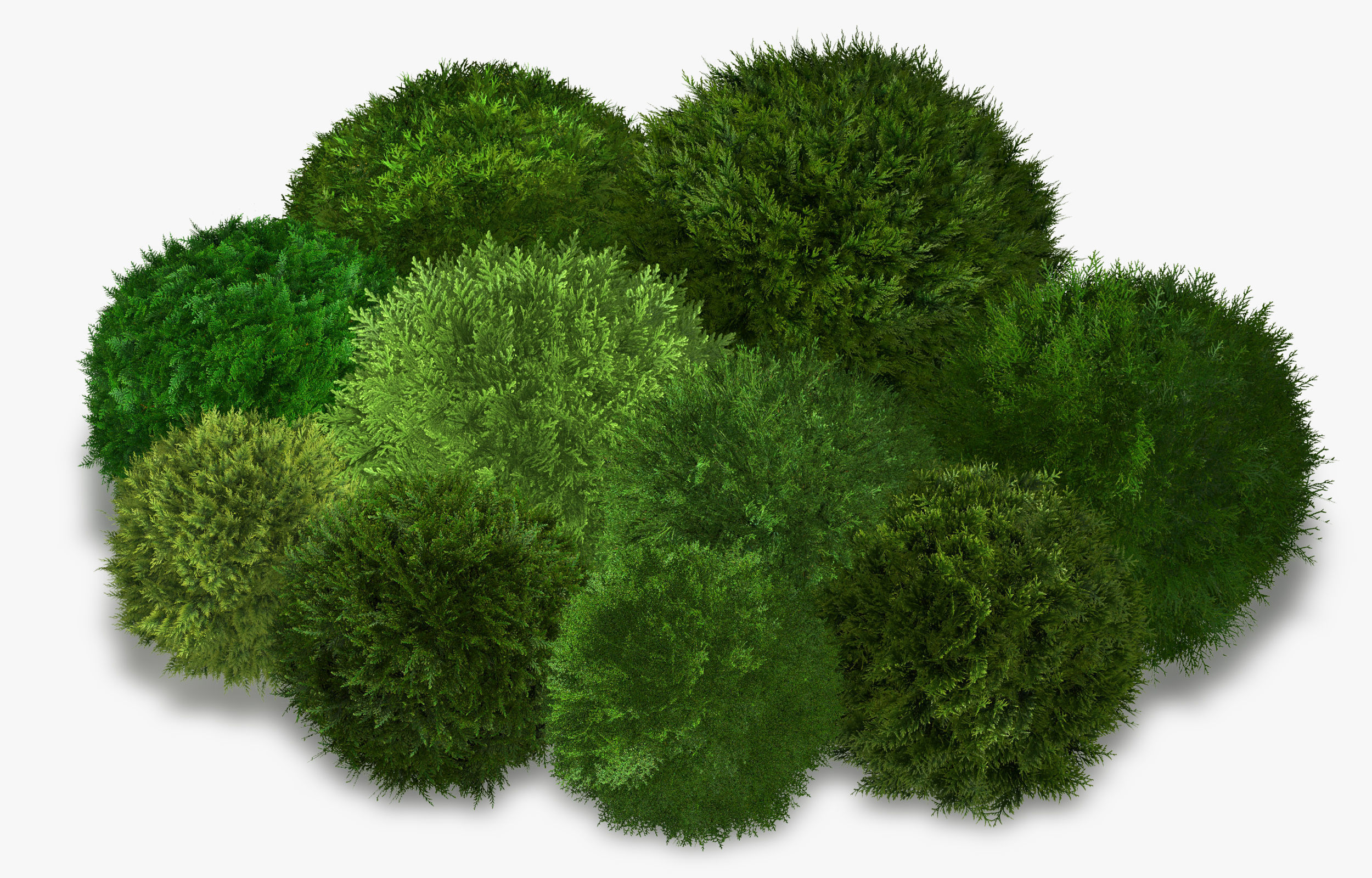 Thuja globose 3D model_16