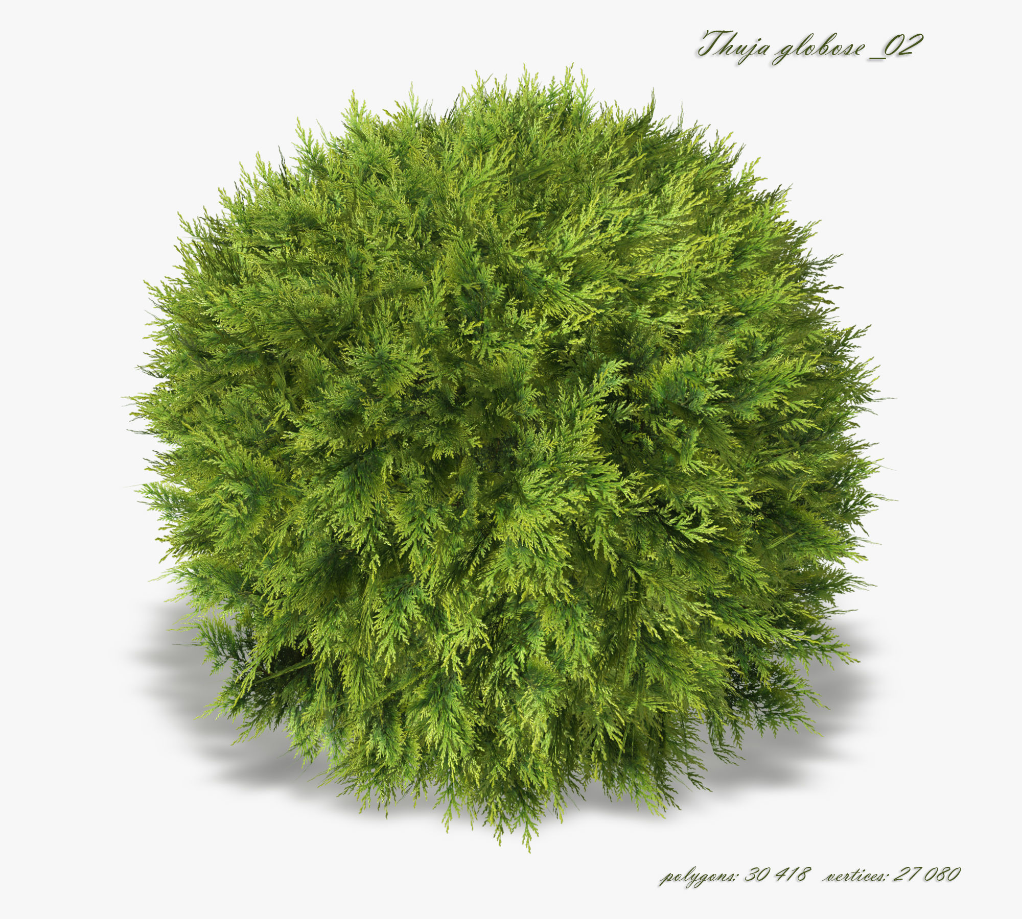 Thuja globose 3D model_2