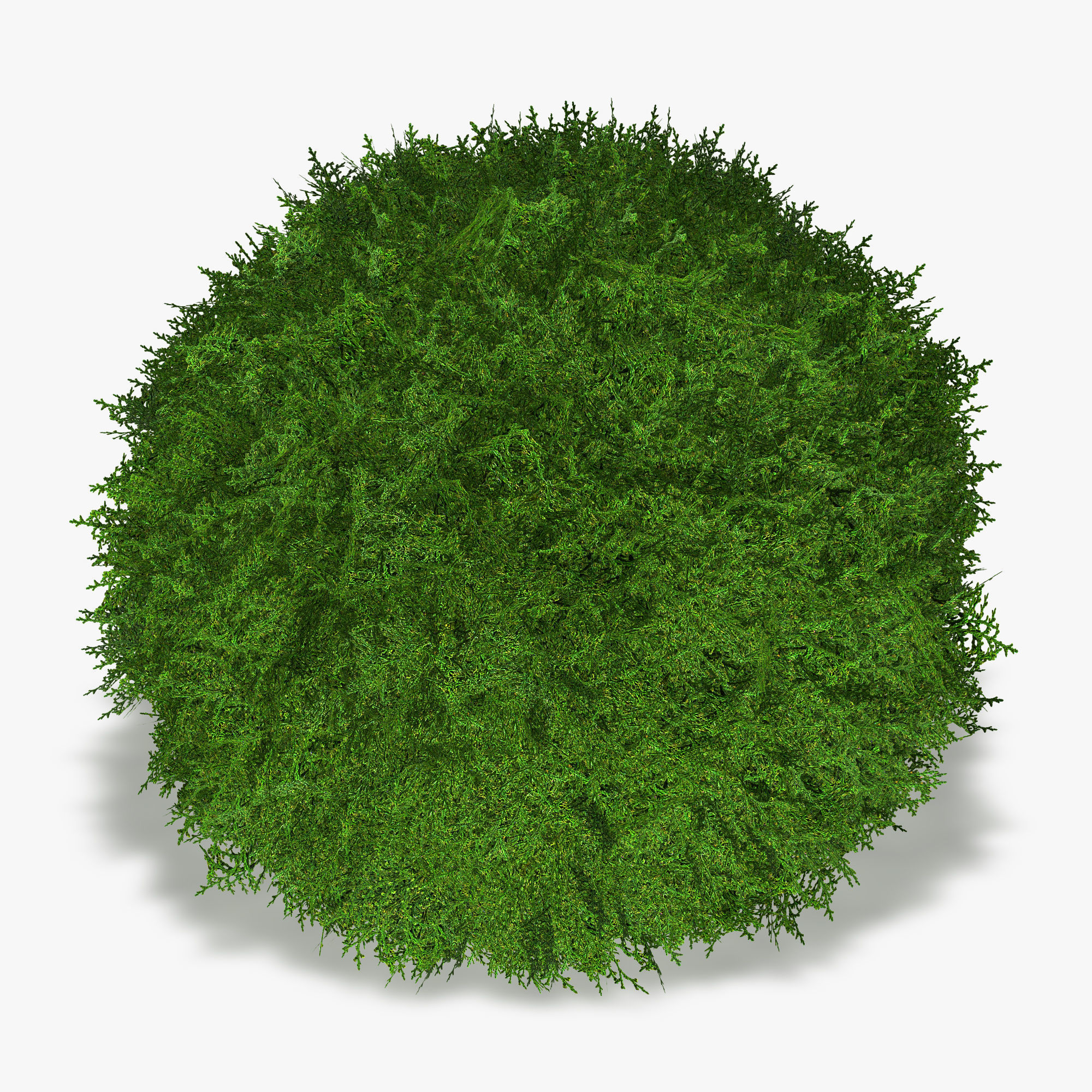 Thuja globose 3D model_7