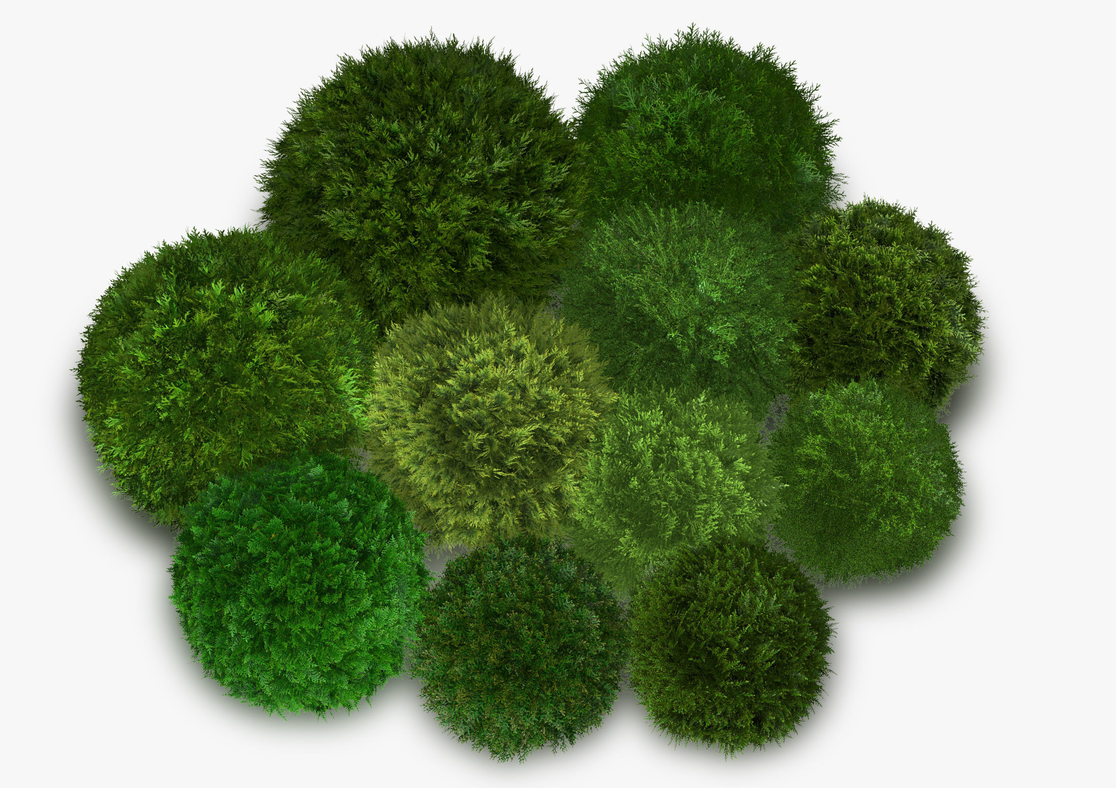 Thuja globose 3D model_18