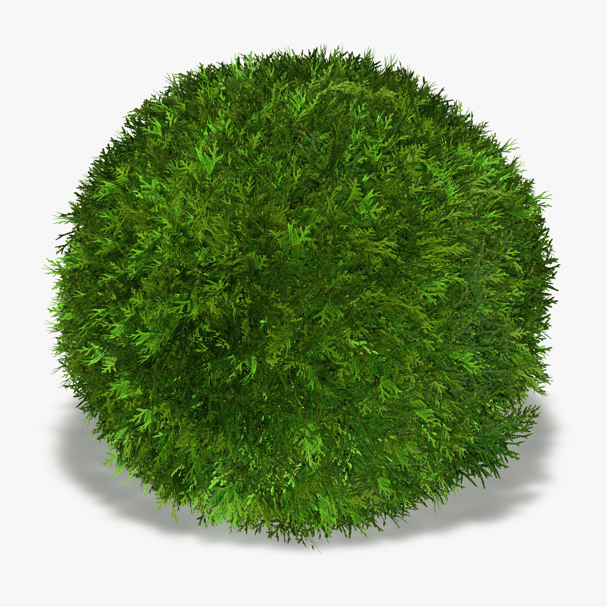 Thuja globose 3D model_9