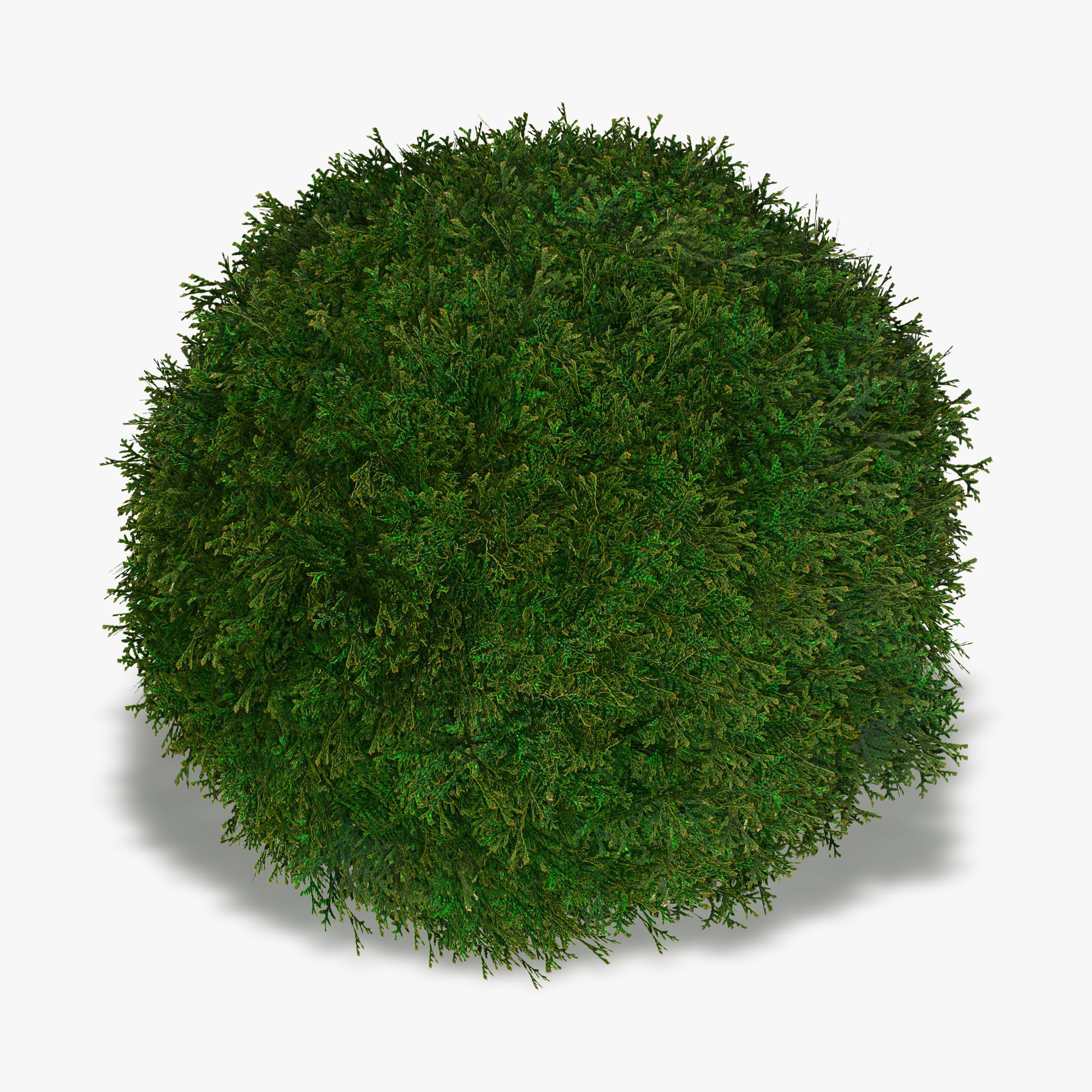 Thuja globose 3D model_11
