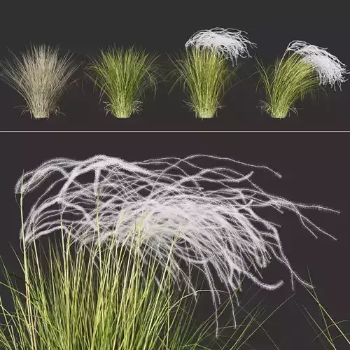 Stipa Pennata feather grass 3D model