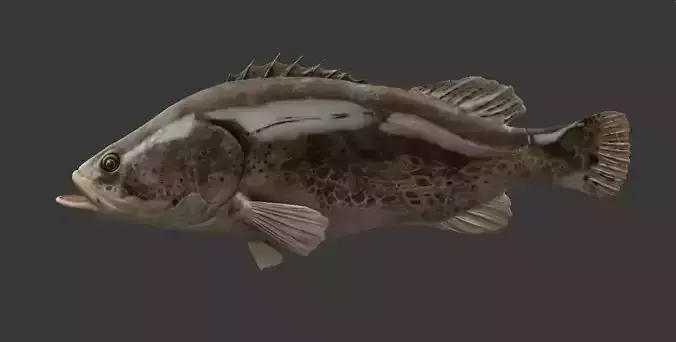 mandarin fish Low-poly 3D model