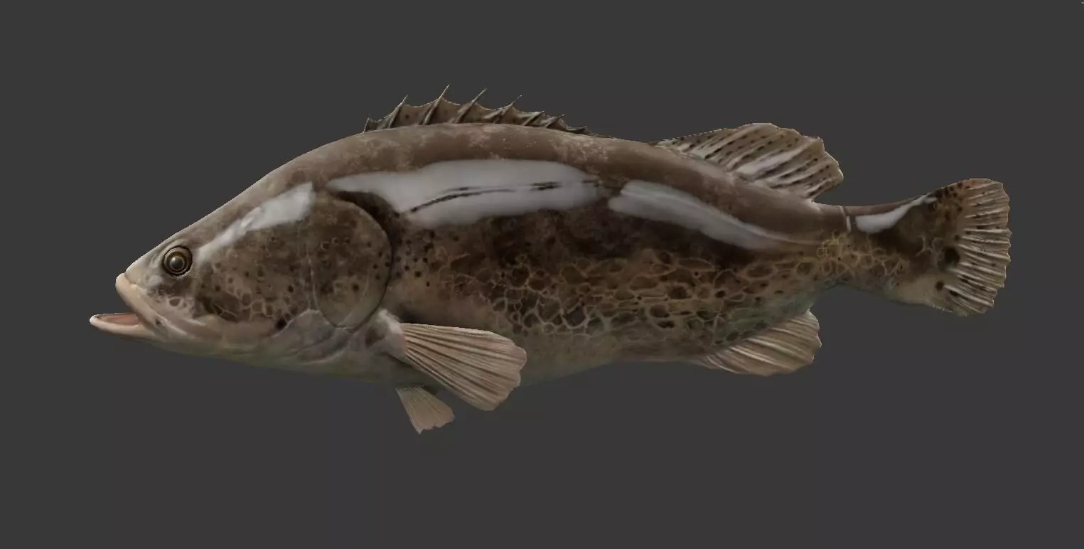 mandarin fish Low-poly 3D model_0