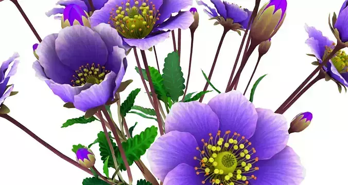 Flower Dryas Iceland