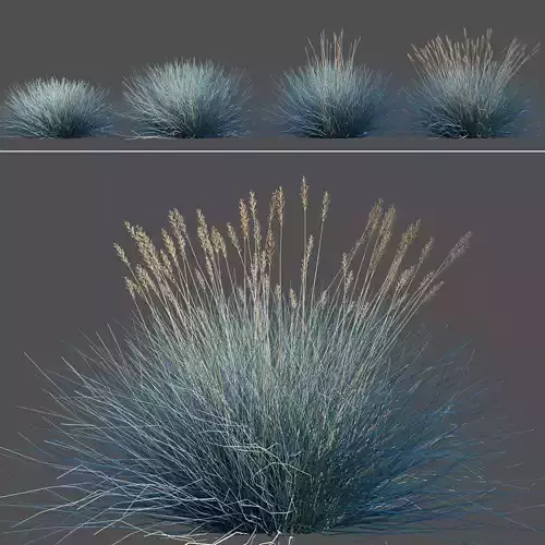 Festuca glauca