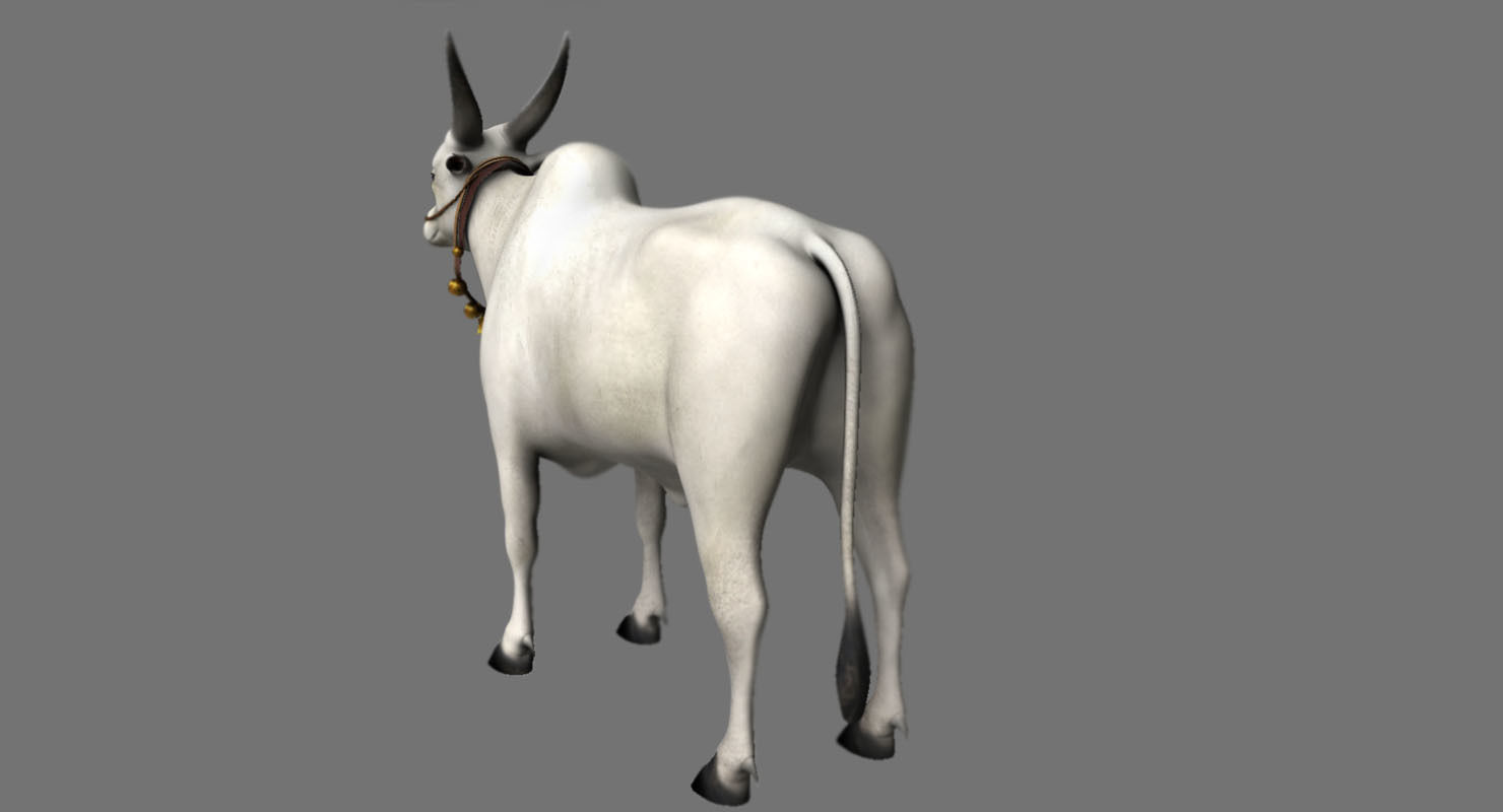 bull 3d model 3D model_1