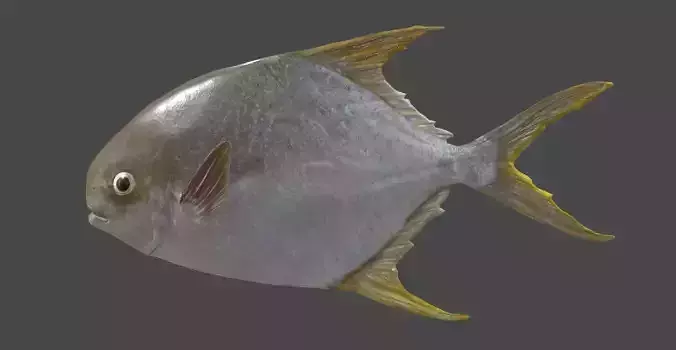 Pampus argenteus  fish