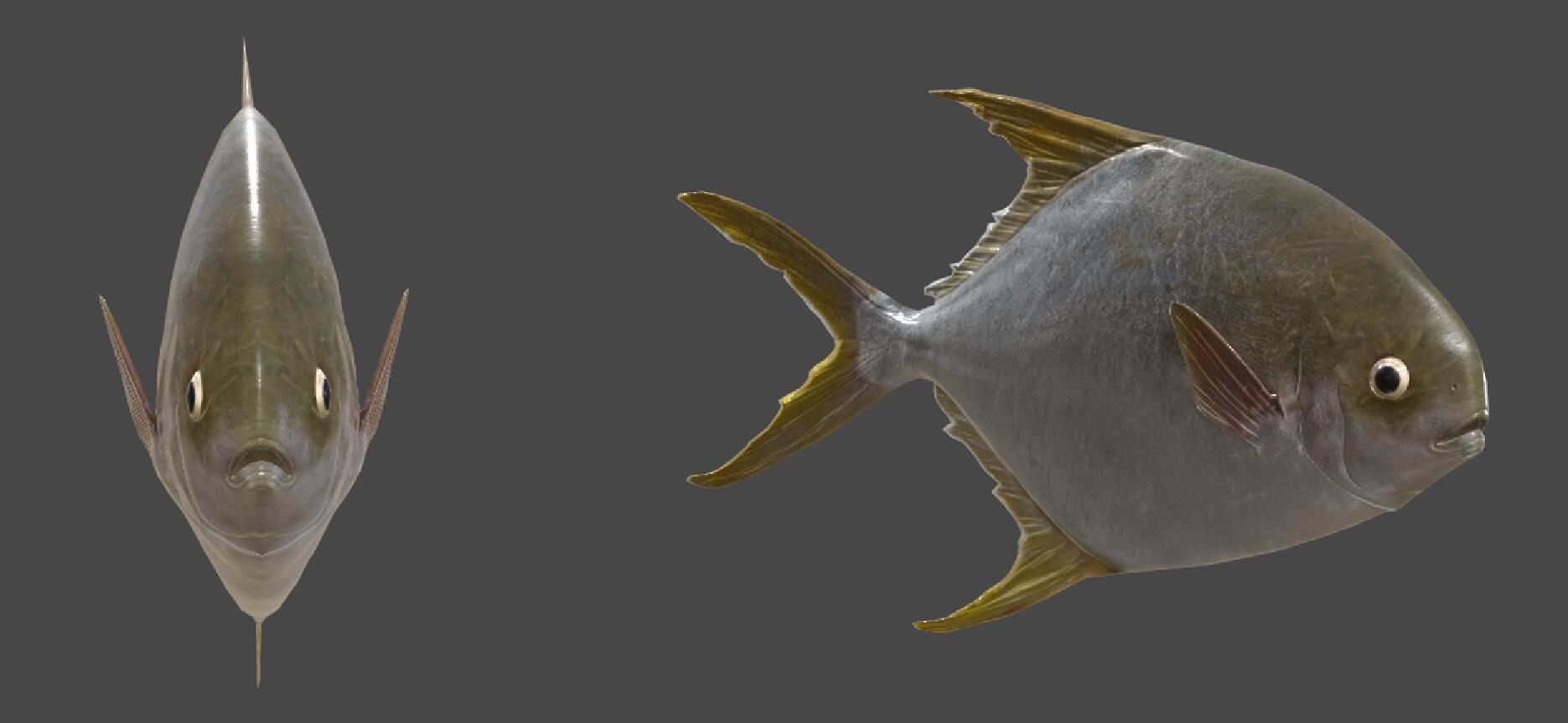 Pampus argenteus  fish Low-poly 3D model_1