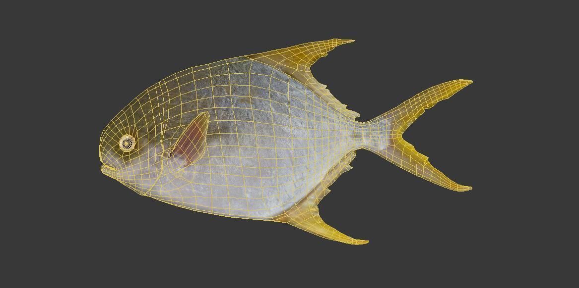 Pampus argenteus  fish Low-poly 3D model_2