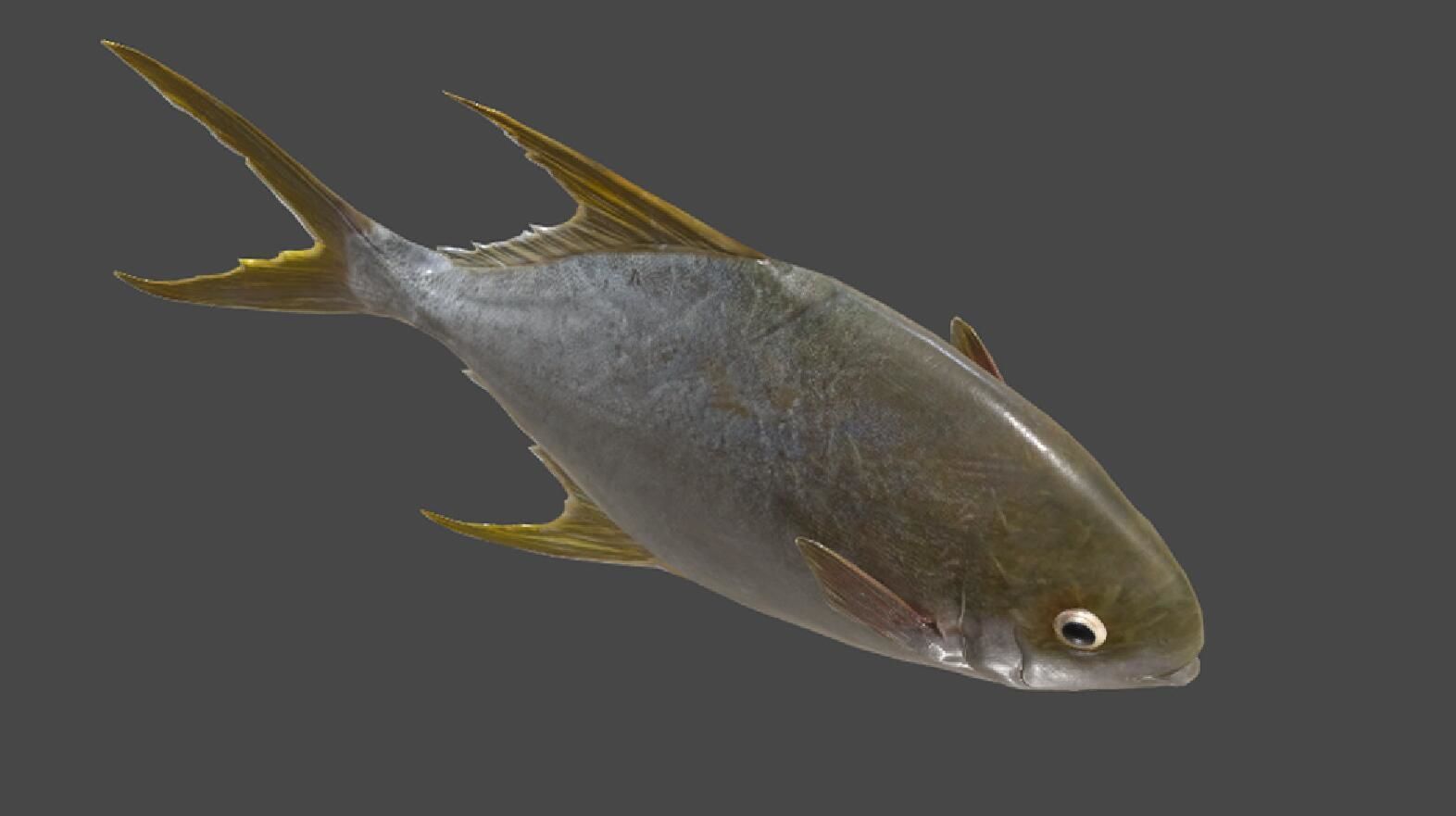 Pampus argenteus  fish Low-poly 3D model_3