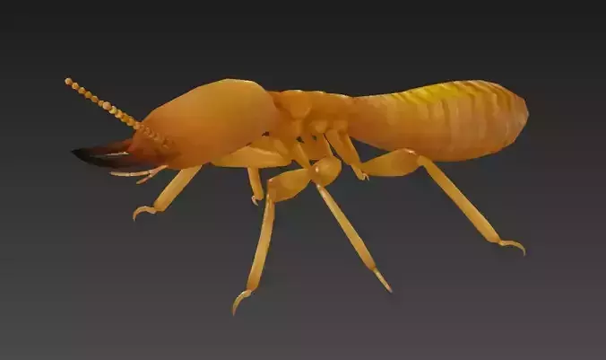 termite insect