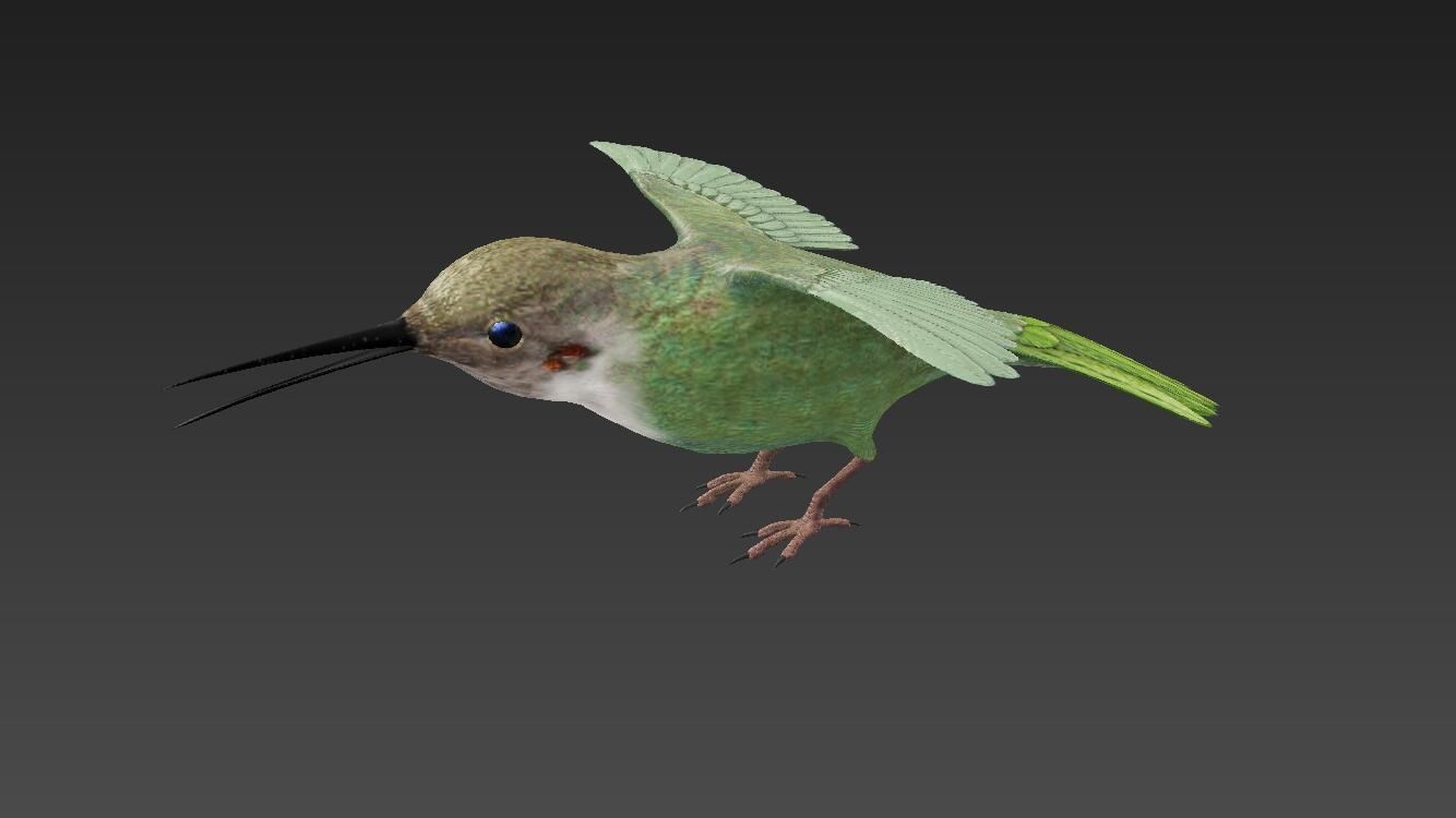 Trochilidae hummingbird Low-poly 3D model_1