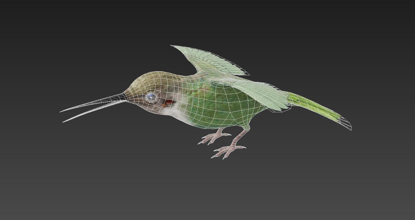 Trochilidae hummingbird Low-poly 3D model_4