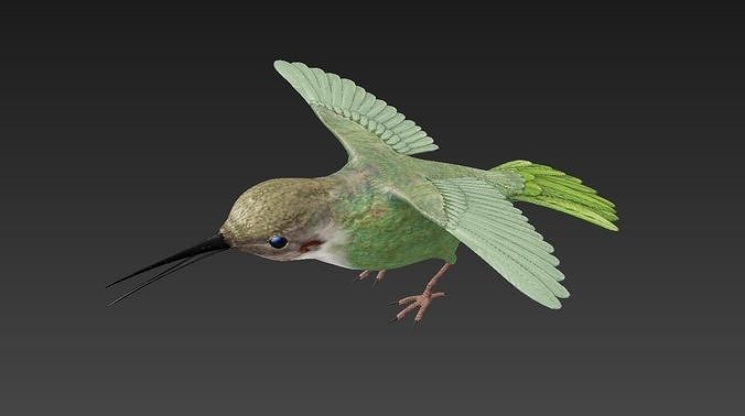 Trochilidae hummingbird Low-poly 3D model