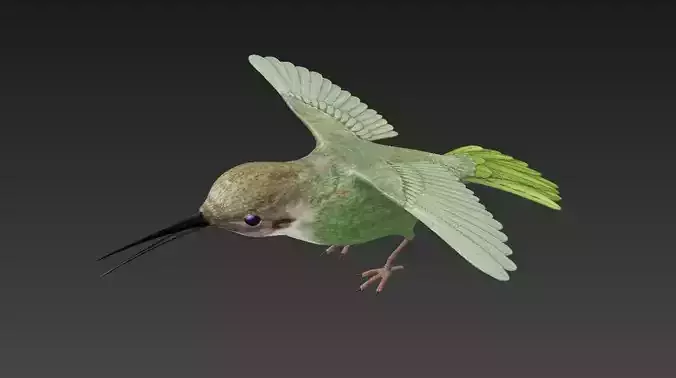 Trochilidae hummingbird Low-poly 3D model