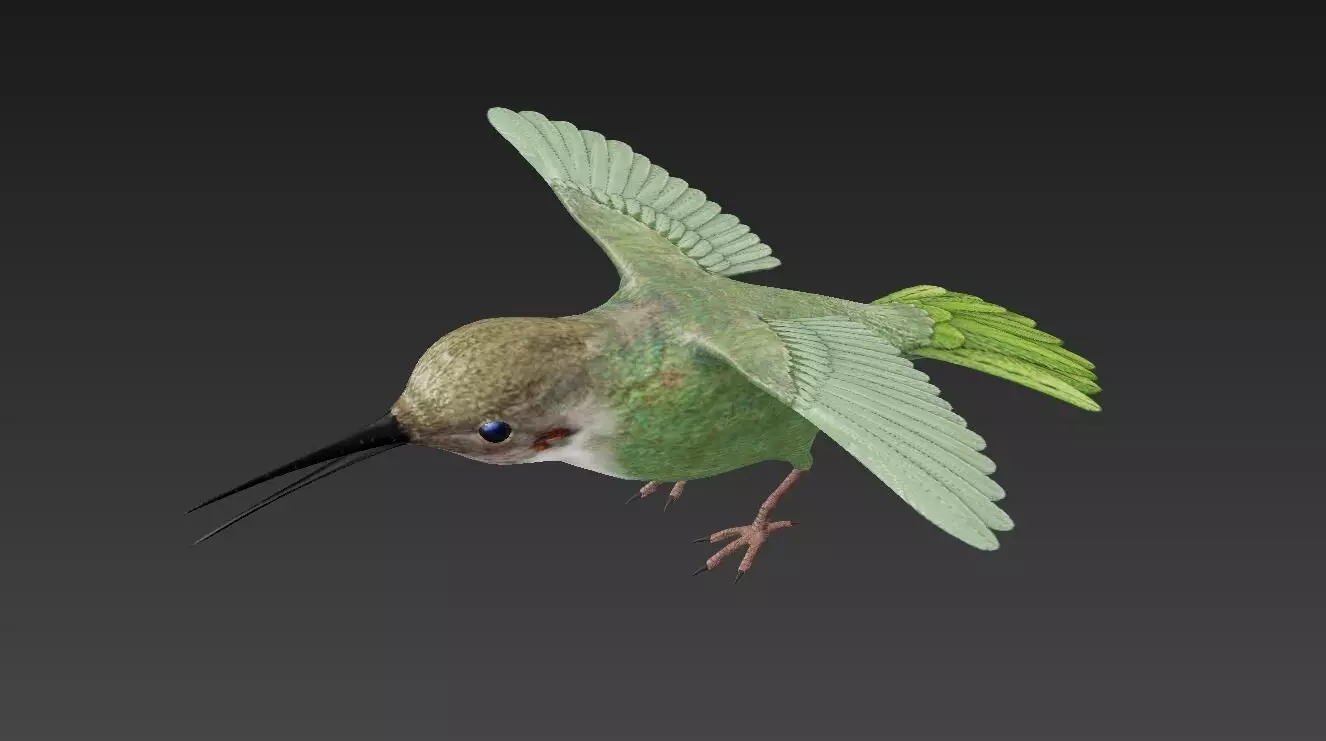 Trochilidae hummingbird Low-poly 3D model_0