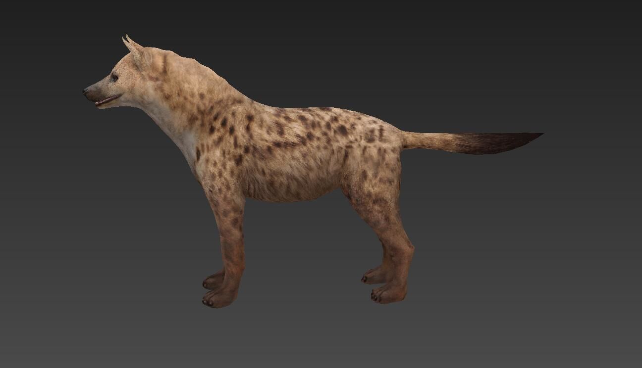 Hyaenidae hyena Low-poly 3D model_1