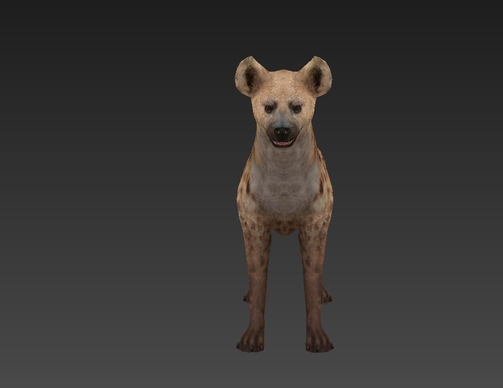 Hyaenidae hyena Low-poly 3D model_4