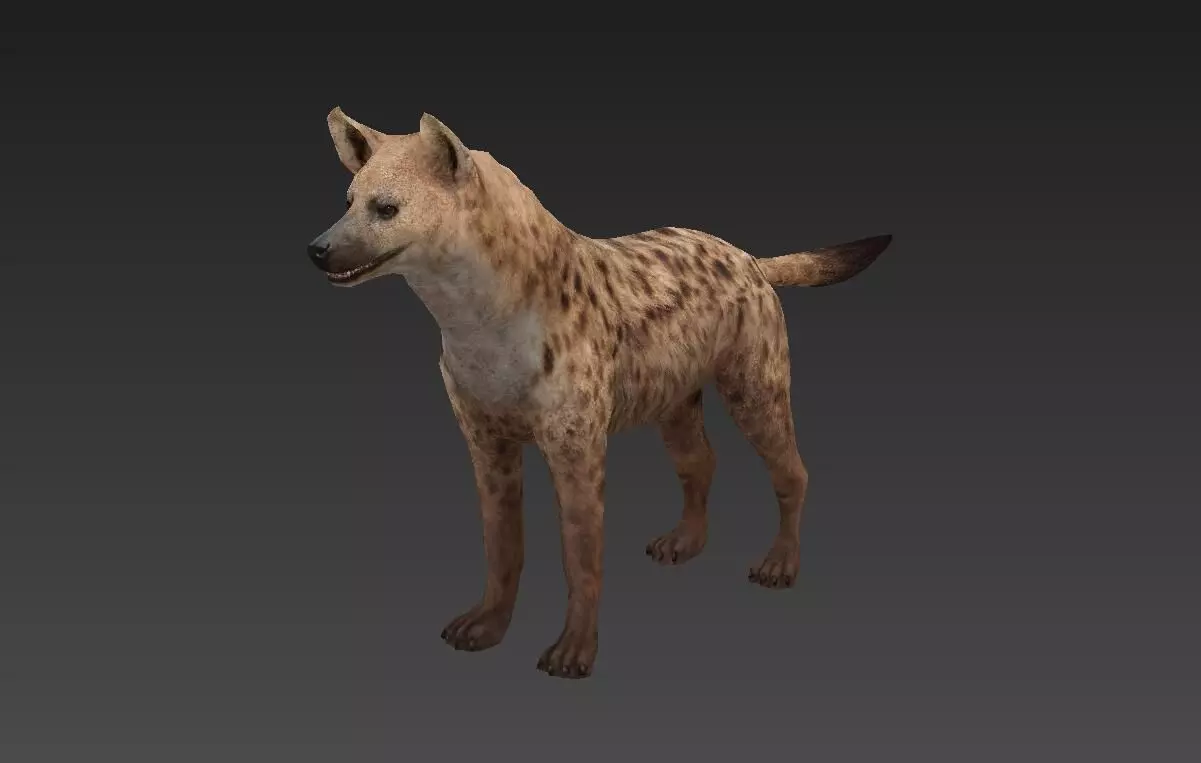 Hyaenidae hyena Low-poly 3D model_0