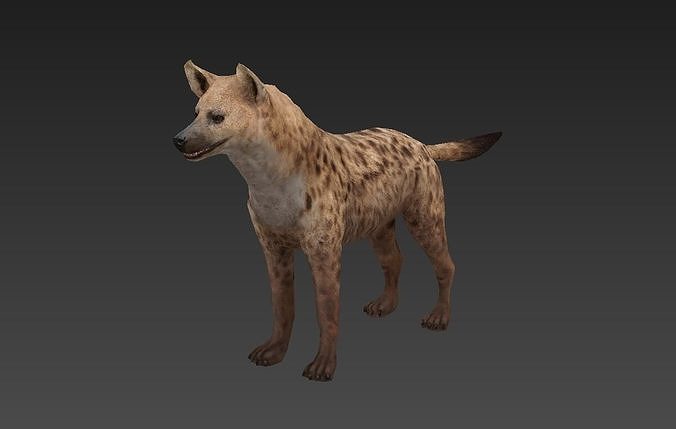 Hyaenidae hyena Low-poly 3D model