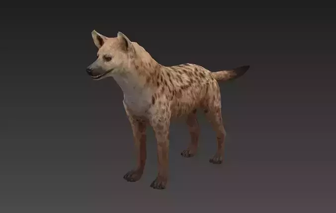 Hyaenidae hyena Low-poly 3D model