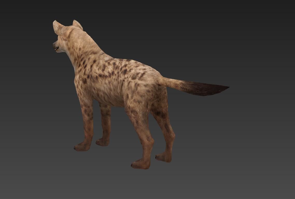 Hyaenidae hyena Low-poly 3D model_2