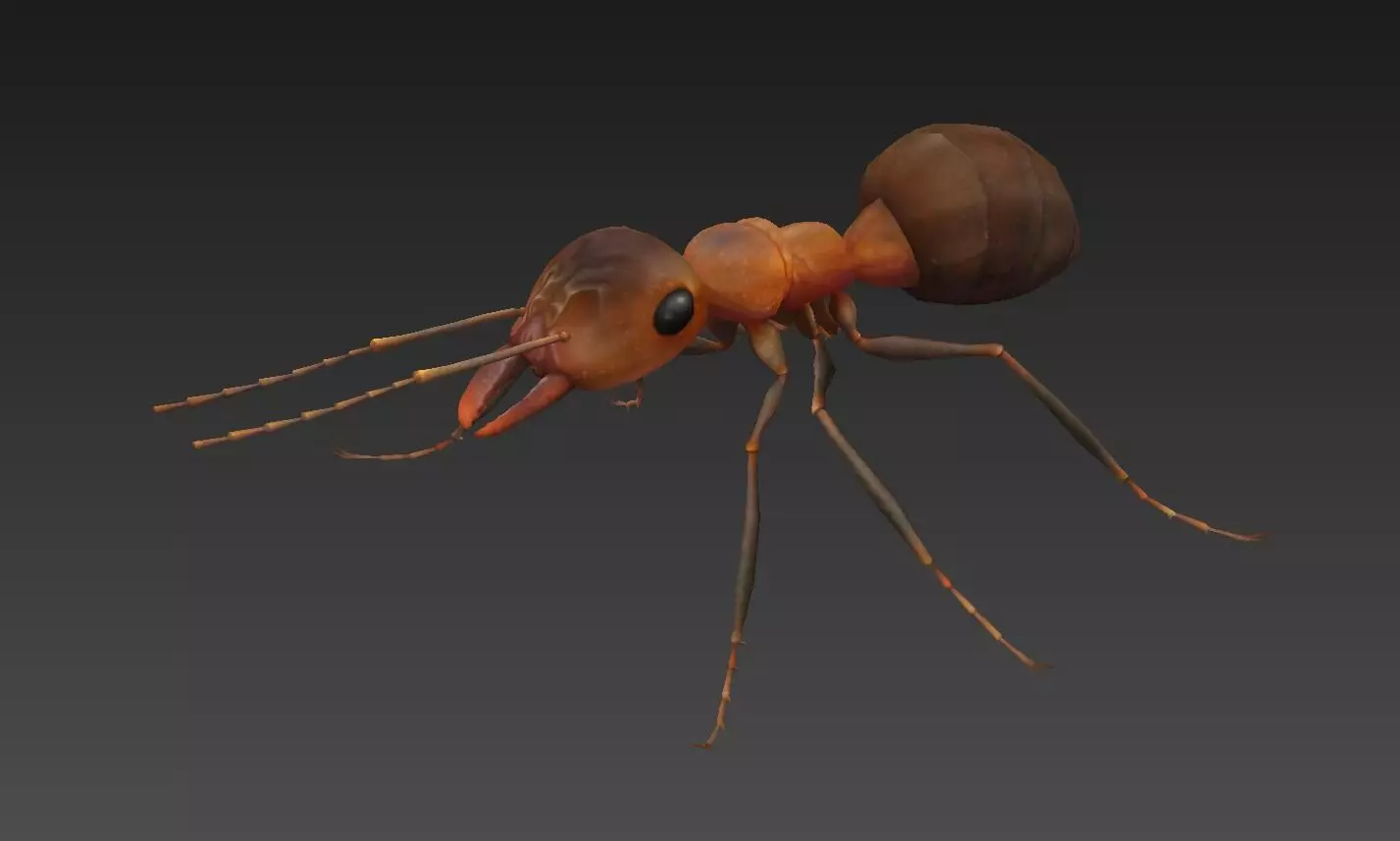 ant 3d Low-poly 3D model_0