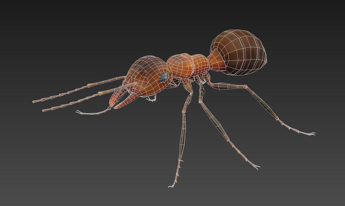 ant 3d Low-poly 3D model_4