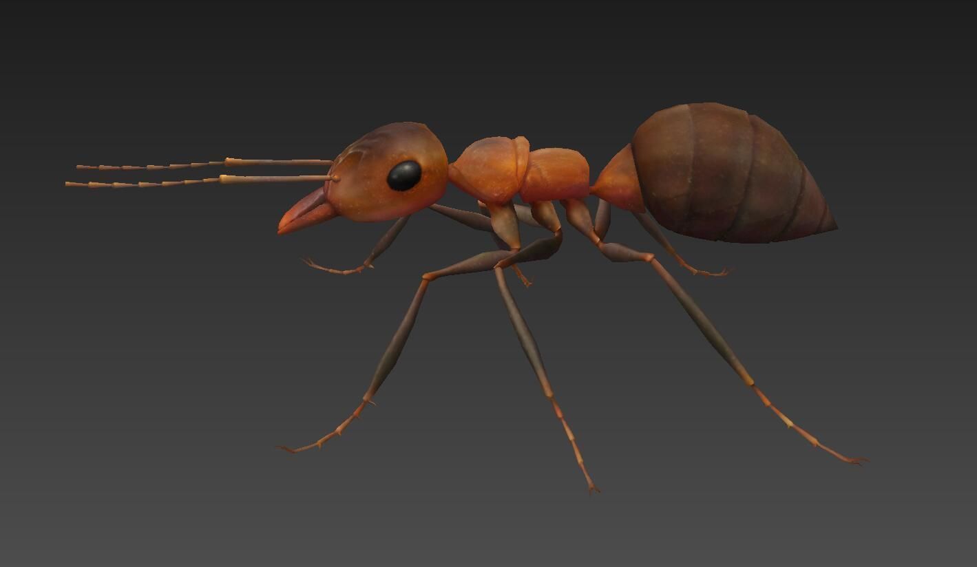 ant 3d Low-poly 3D model_1