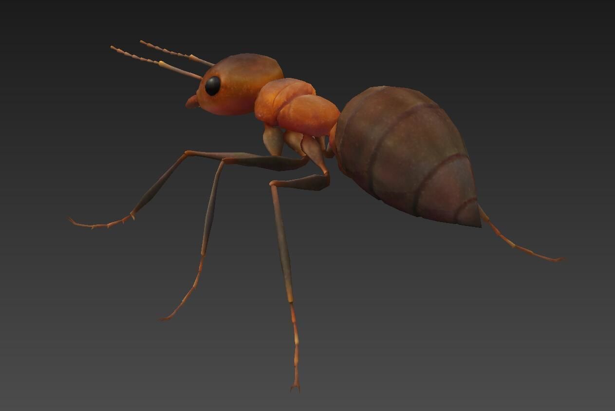 ant 3d Low-poly 3D model_2