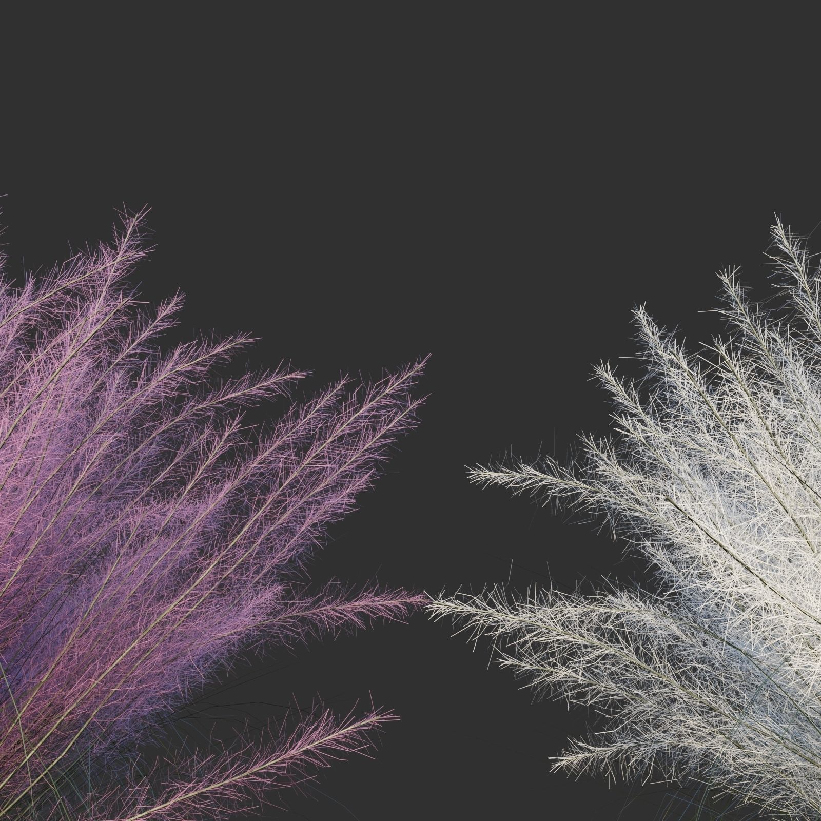 Muhlenbergia Capillaris 3D model_3