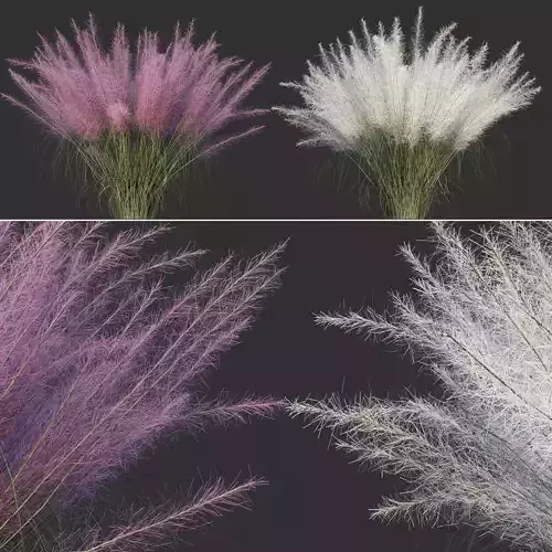 Muhlenbergia Capillaris 3D model