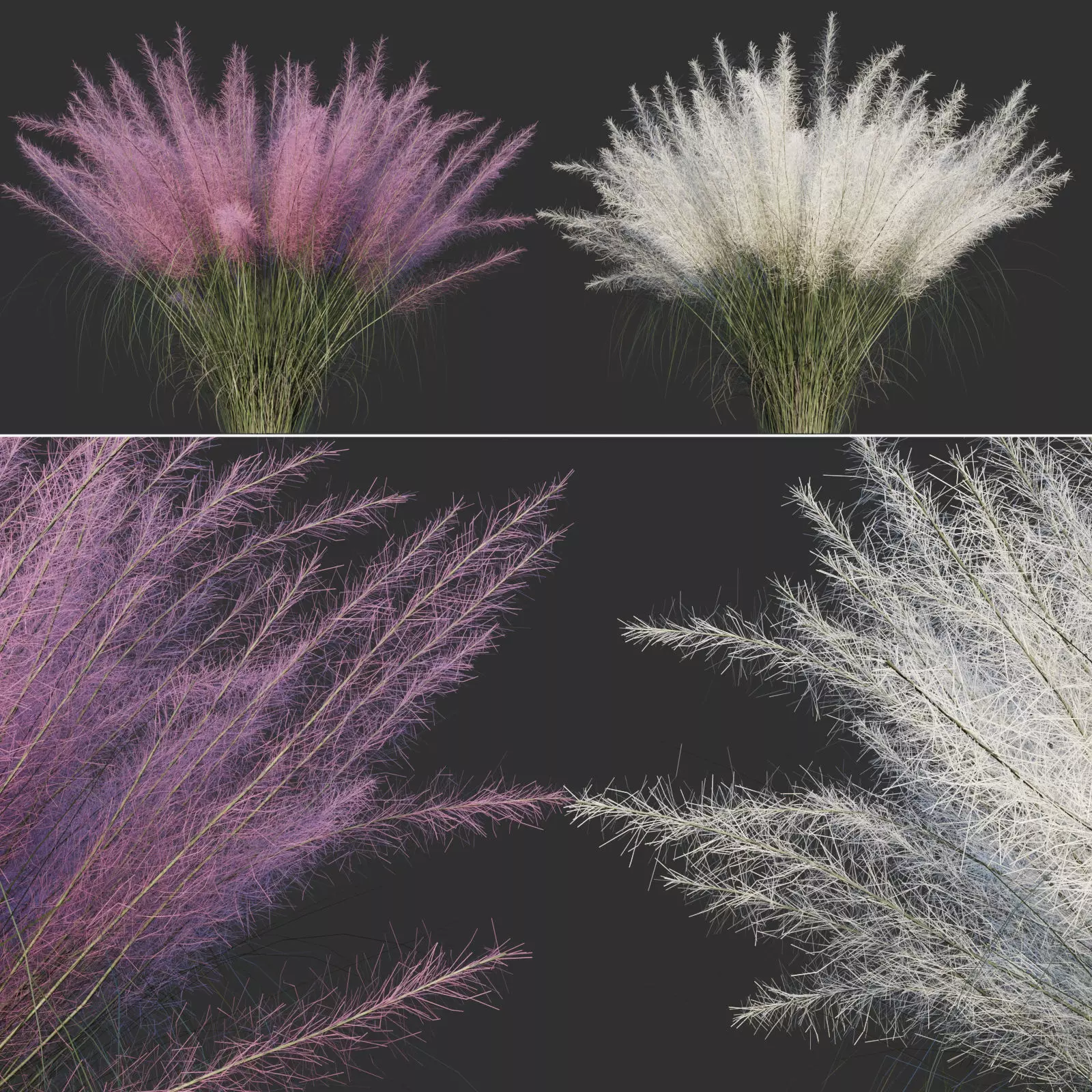 Muhlenbergia Capillaris 3D model_0