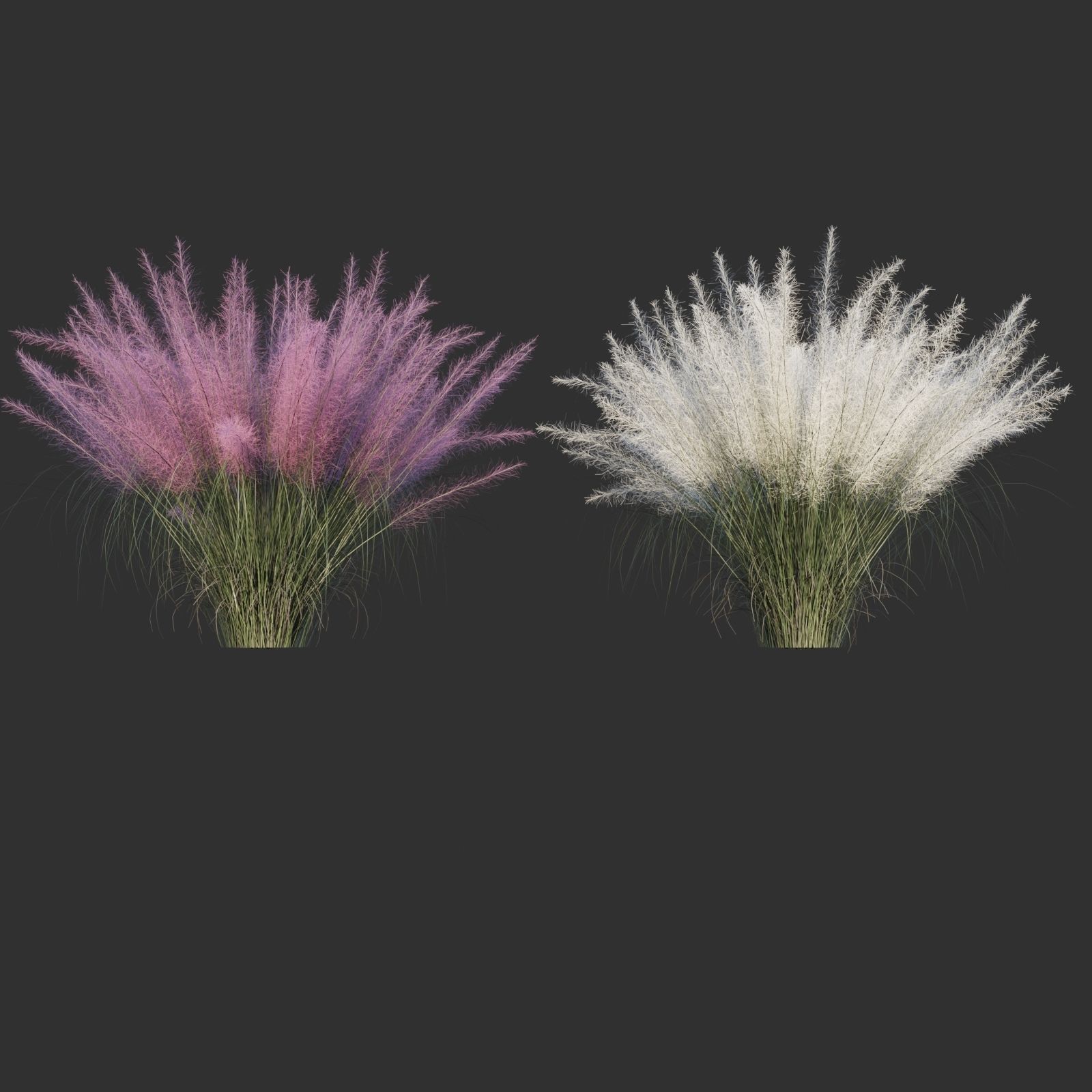 Muhlenbergia Capillaris 3D model_2