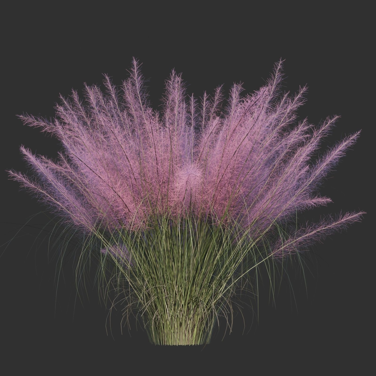 Muhlenbergia Capillaris 3D model_1