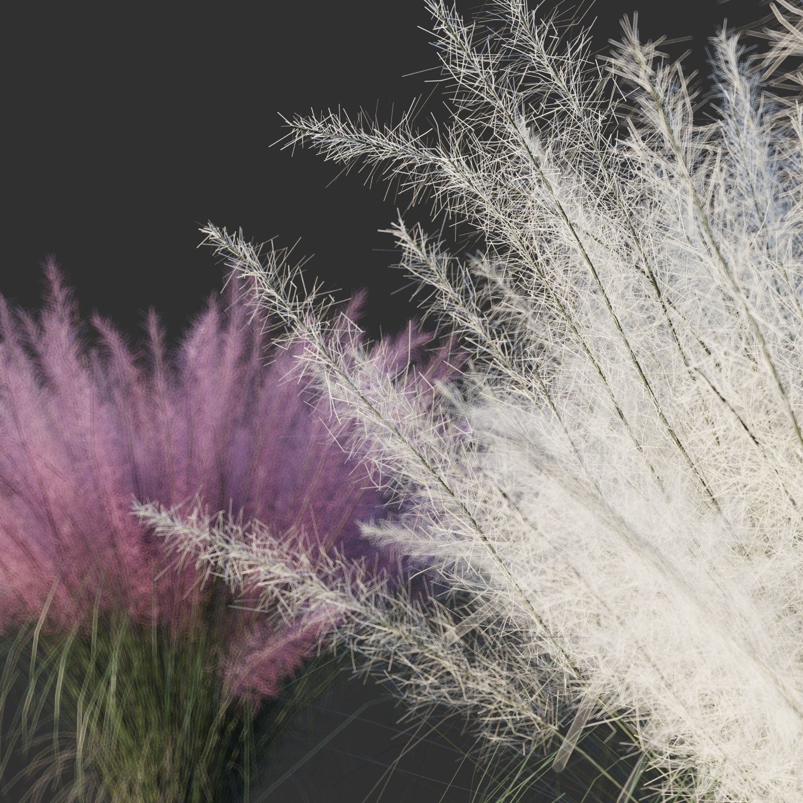 Muhlenbergia Capillaris 3D model_5
