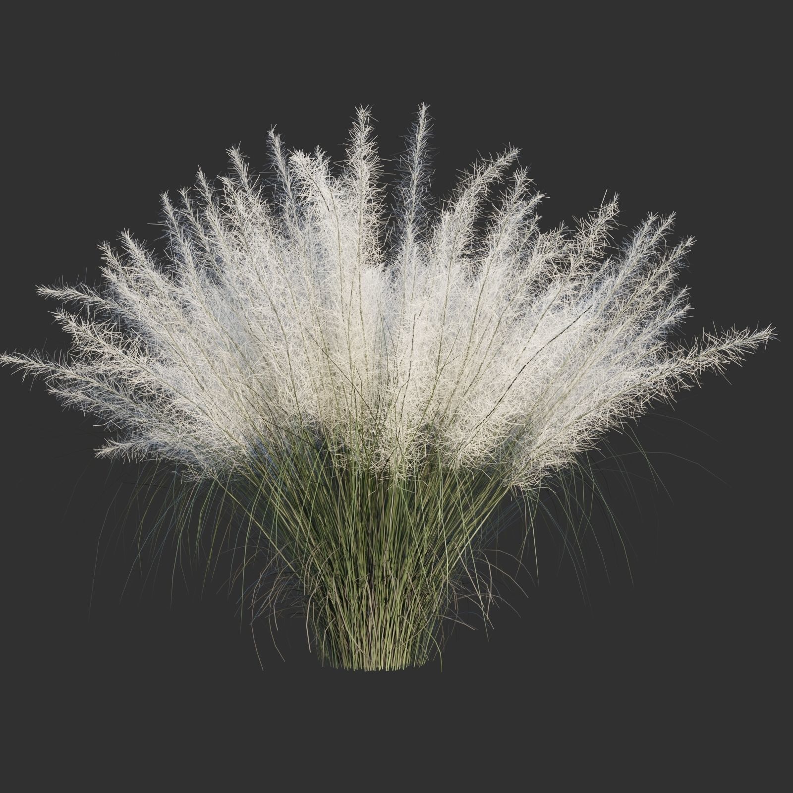 Muhlenbergia Capillaris 3D model_4