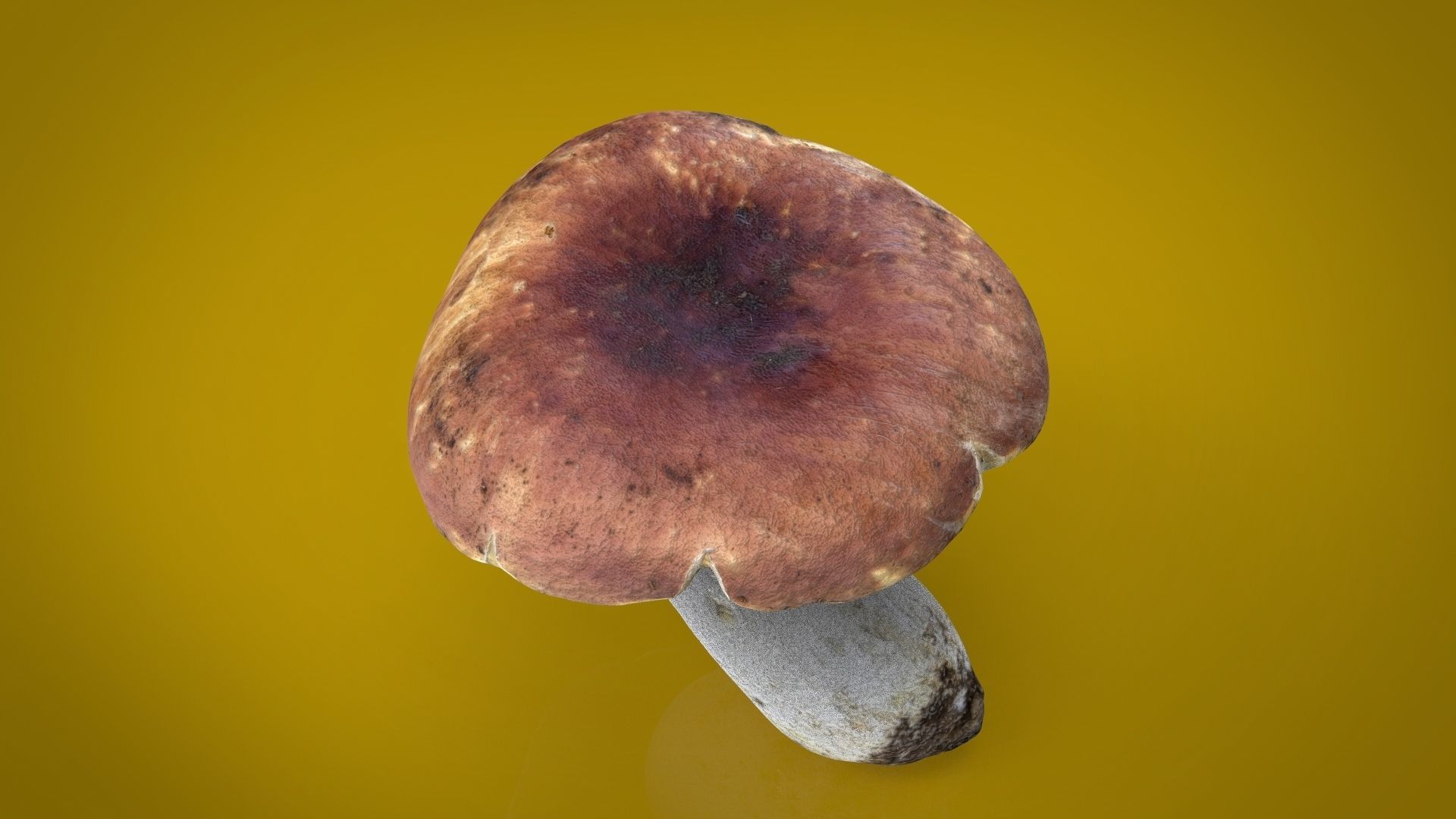 BOLETUS mushroom Low-poly 3D model_2