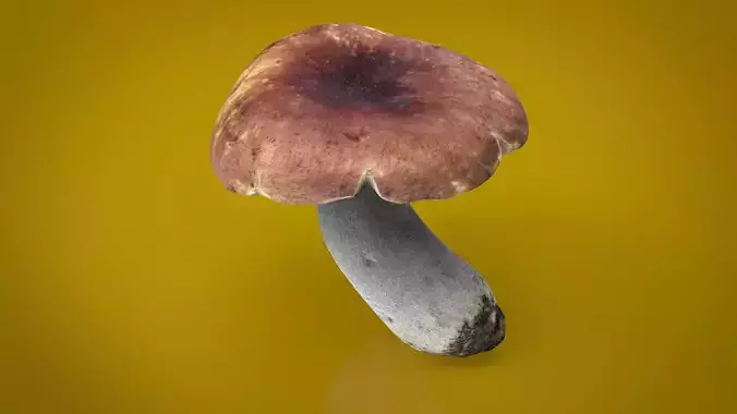 BOLETUS mushroom Low-poly 3D model