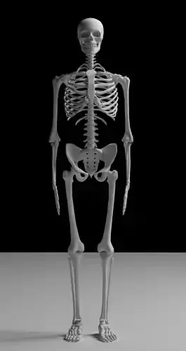 Skeleton human