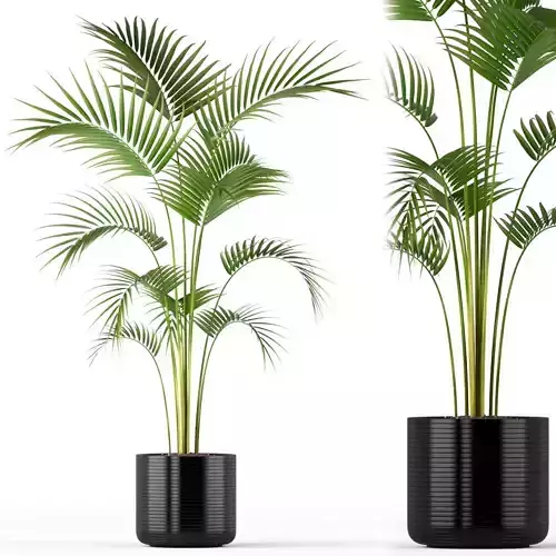 Plants collection 208