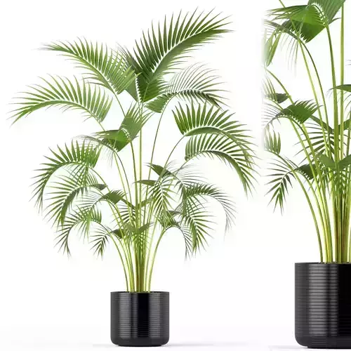 Plants collection 209