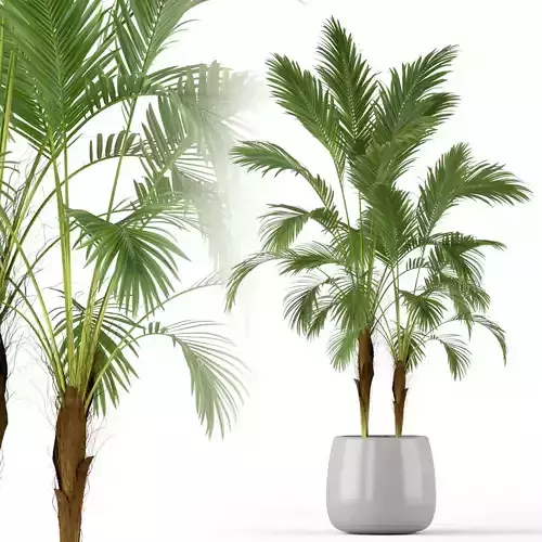 Plants collection 210