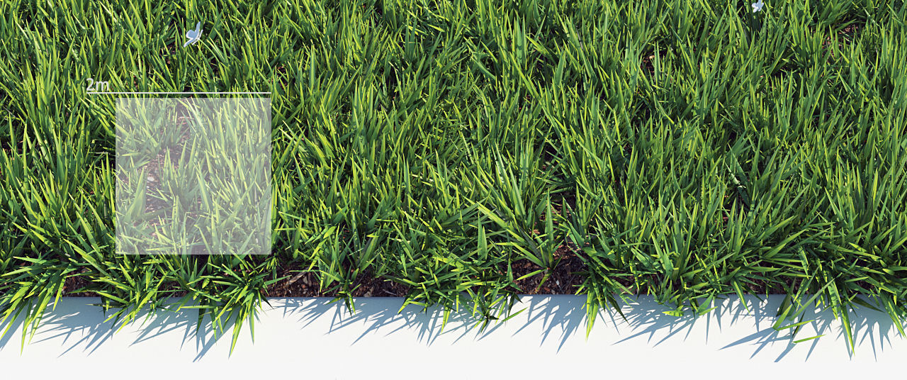 Grass 3 texture 3D model_2