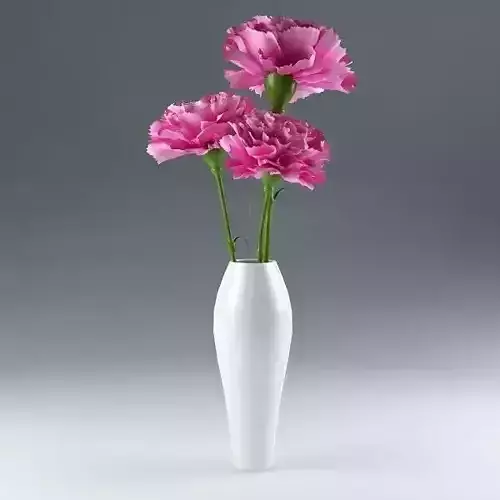 Ornamental plant 15  Dianthus carnation