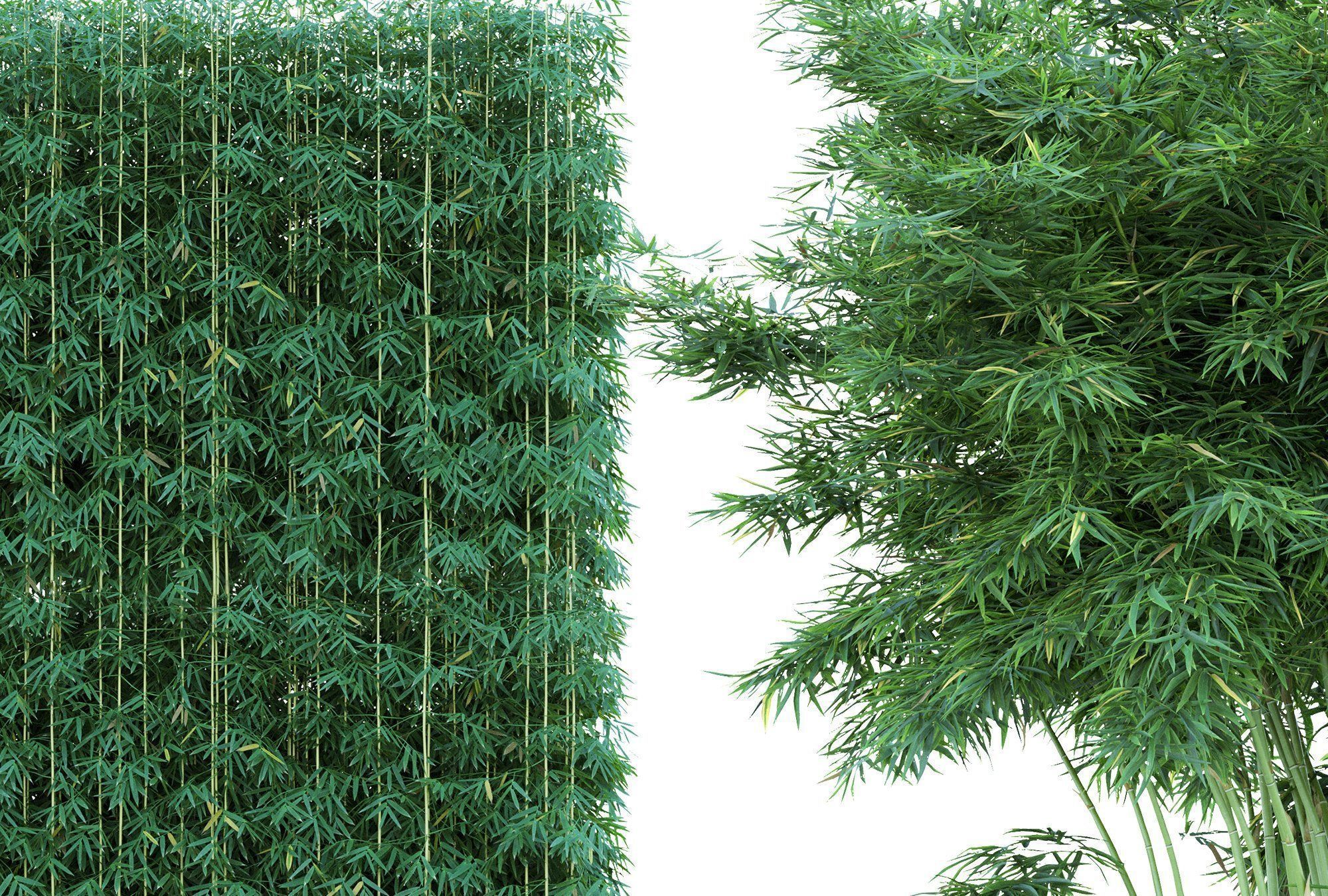 74 Cutout Plants Collection  Texture_5